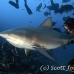 shark_bull_1d_srmr_beqa_h_0387_fij9321.jpg